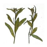 Ramas Secas Y Prensadas