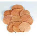 Hoja Manzanita Color Natural 10Un