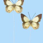 Pack Mariposas Verde Y Marrón