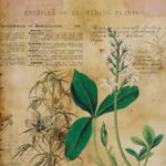 Papel De Arroz 54x33 Cm Flower IV