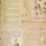 Papel De Arroz 54x33 Cm Botanical Book I