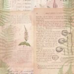 Papel De Arroz 54x33 Cm Botanical Book II