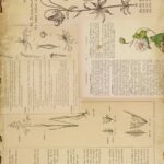 Papel De Arroz 54x33 Cm Botanical Book IV