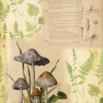 Papel De Arroz 54x33 Cm Mushrooms II
