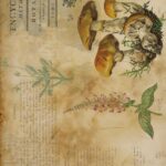 Papel De Arroz 54x33 Cm Mushrooms III