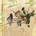 Papel De Arroz 54x33 Cm Mushrooms IV