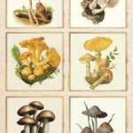 Papel De Arroz 54x33 Cm Frames I