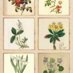 Papel De Arroz 54x33 Cm Frames II