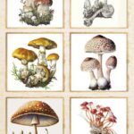 Papel De Arroz 54x33 Cm Frames III