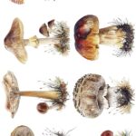 Papel De Arroz 54x33 Cm Pattern I