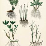 Papel De Arroz 54x33 Cm Pattern IV