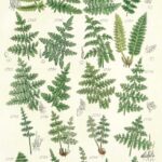 Papel De Arroz 54x33 Cm Pattern V