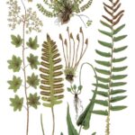 Papel De Arroz 54x33 Cm Pattern VI