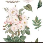 Decor transfer 20x30 Rosas 3 hojas