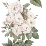 Decor transfer 15x30 Rosas 4 Hojas