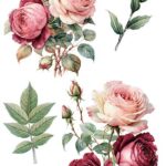 Decor transfer 15x30 Rosas 4 Hojas