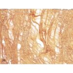 Papel Artesanal de corteza de Arbol en marron th112