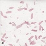 Papel Artesanal Hojas de Tamarindo rosa TH866