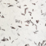 Papel Artesanal con hojas tamarindo TH636 marron