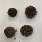 Fruto Erizo Natural 4 Piezas